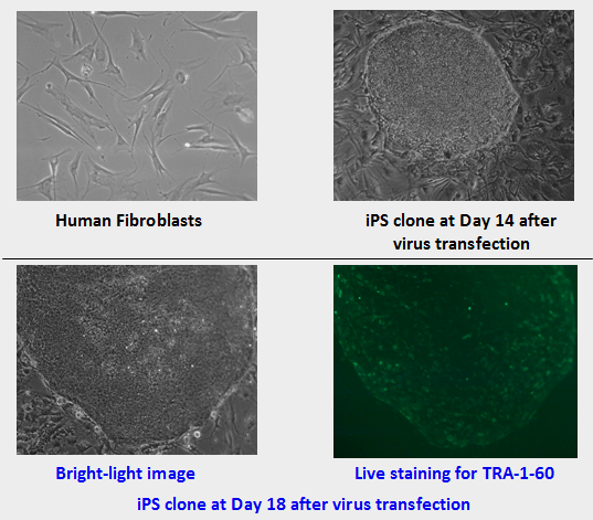 ips clone image