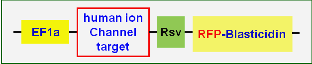 Ion Channel cell vector map