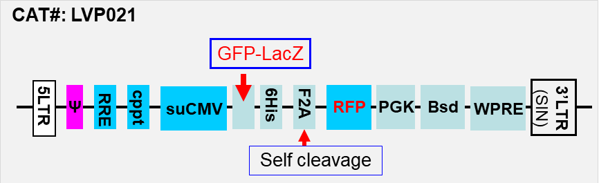 LacZ and GFP co-expression vector map