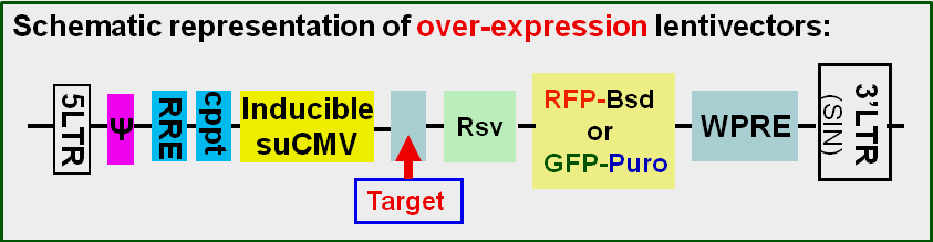 cDNA Expression Lentivector map