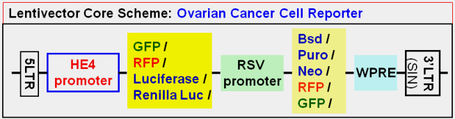 Ovarian Cancer Report vector map