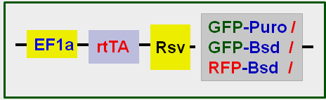 rtTA stable cell map