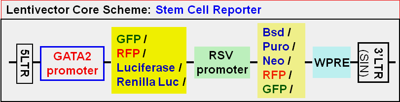 Stem Cell Report vector scheme