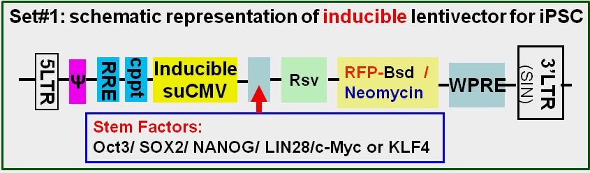 iPSC factor expression schemes