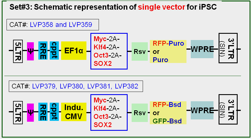 stem-cell-factor-expression lentivector schemes