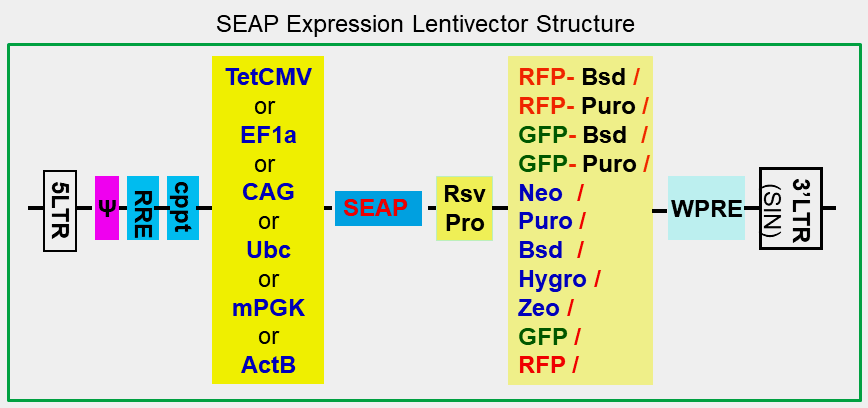 SEAP expression lentivector scheme