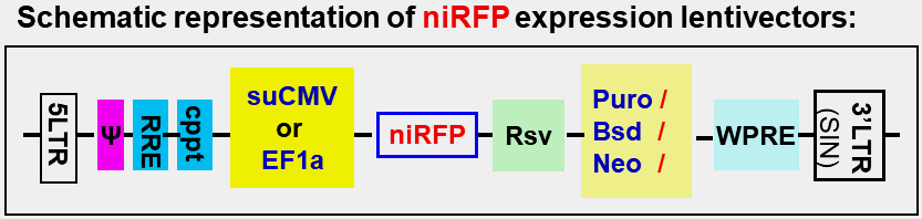 niRFP expression lentivector map