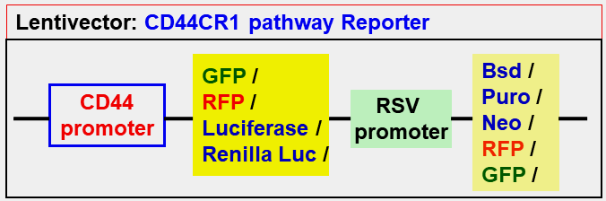 CD44CR1 pathway lentivector map