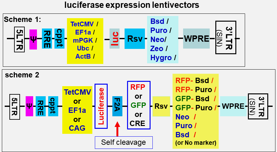 luciferase-expression-lentivector maps