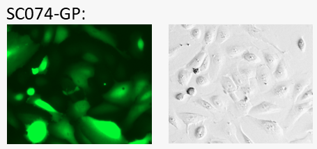 SW1990 cell express GFP fluorescent reporter image