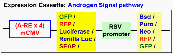 Androgen pathway lentivector map
