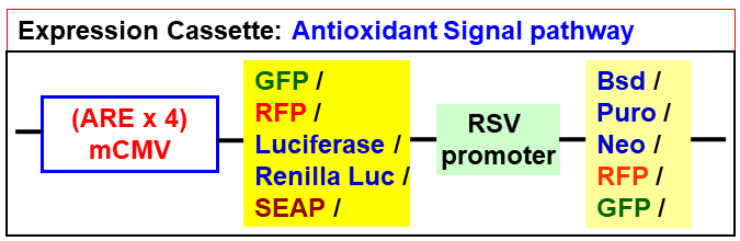 Antioxidant pathway lentivector map