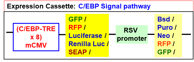 CEBP pathway lentivector map