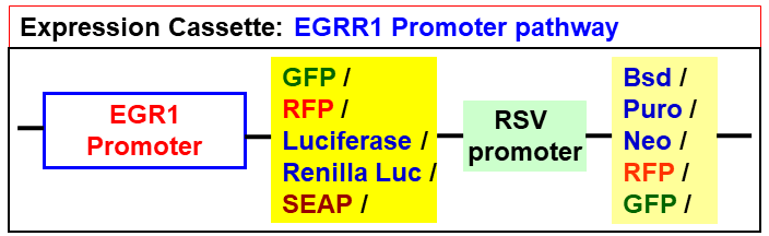 EGR1-Promoter lentivector map