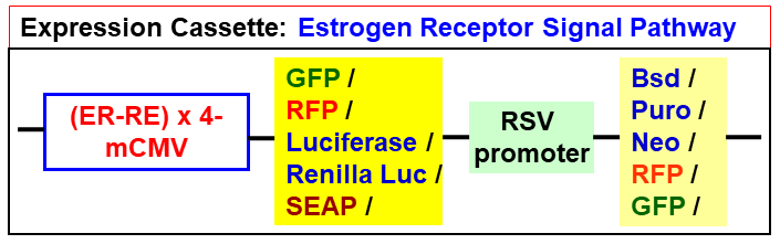 Estrogen pathway lentivector map