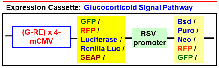 Glucocorticoid pathway lentivector map