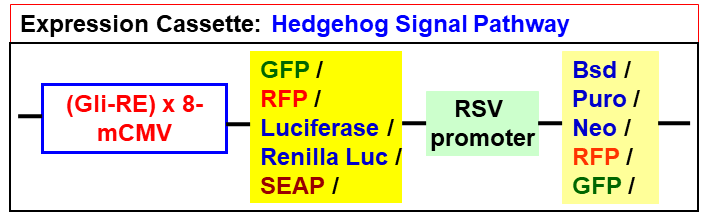 Hedgehog pathway lentivector map