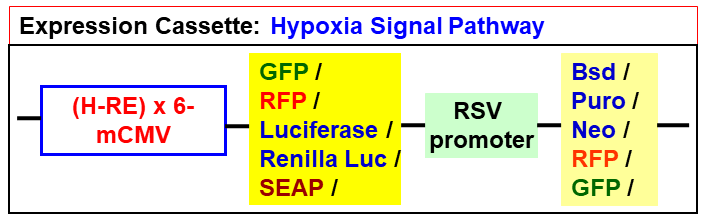 Hypoxia pathway lentivector map