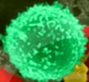 virus ball