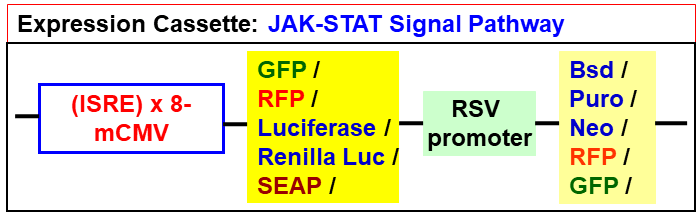 JAK-STAT pathway lentivector map
