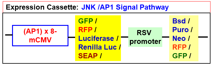 JNK AP1 pathway lentivector map