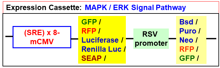 MAPK pathway lentivector map