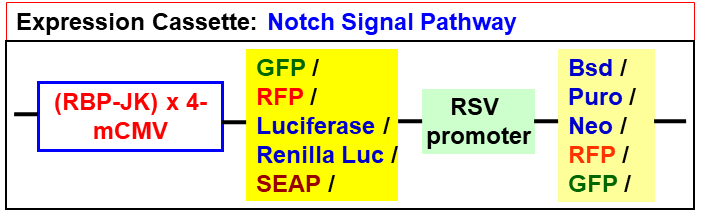 Notch pathway lentivector