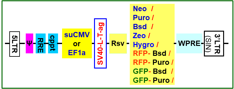 SV40-T-antigen expression lentivector