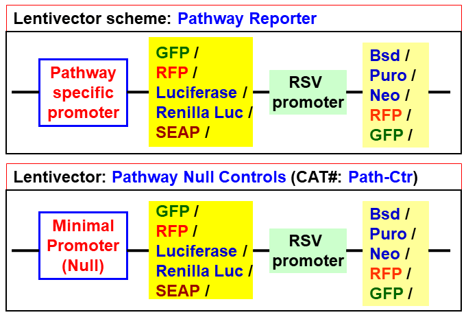 pathway lentivector scheme