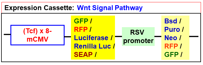 wnt pathway lentivector map
