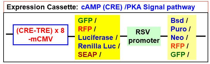 cAMP-PKA pathway lentivector map
