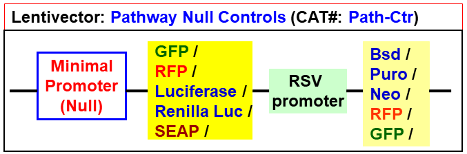 Null control pathway lentivector map
