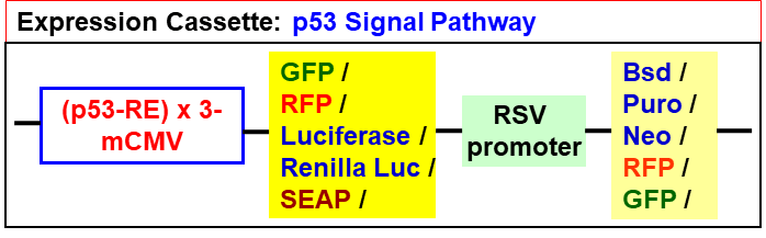 P53 pathway lentivector