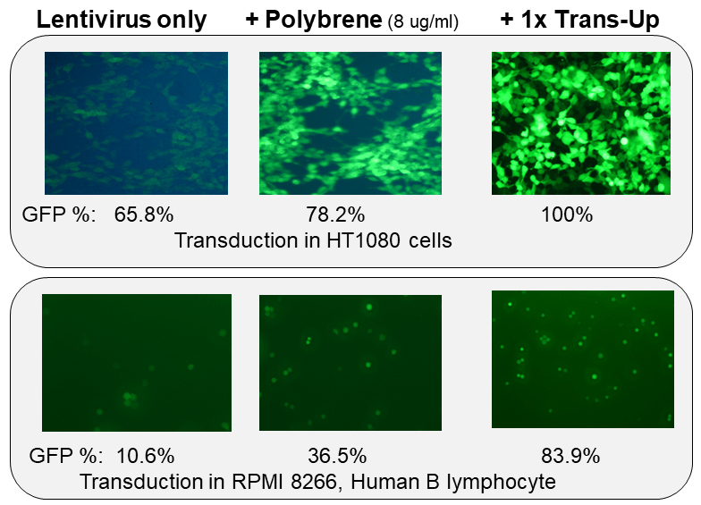 Transduction enhancer boost lentivirus 