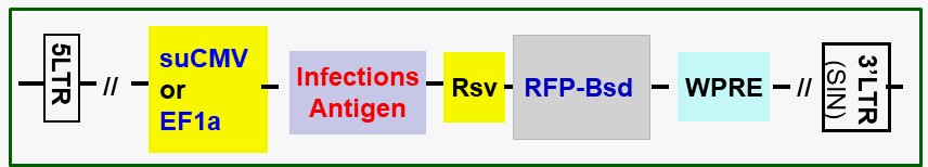 infection antigen expression lentivector map