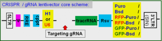 CRISPR gRNA lentivector map