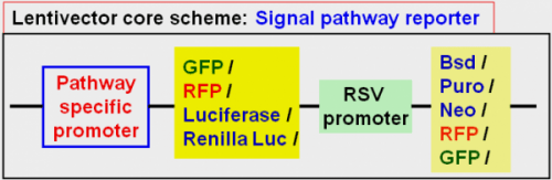 Pathway specific lentivector map