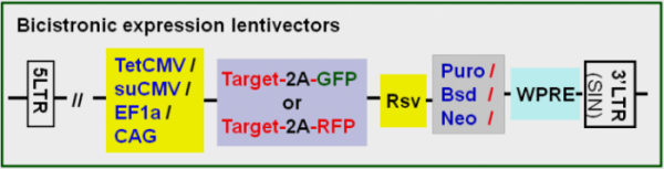 target expression lentivector map 2 