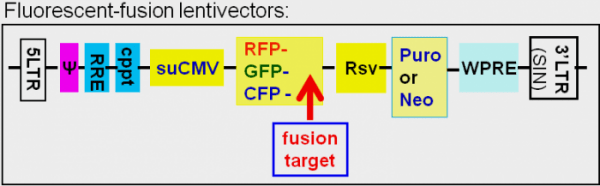 gene expression lentivector map