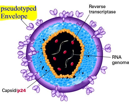 Viral Like Particle scheme