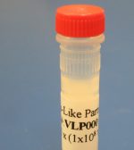 HHV-5 Envelope B-(6His) Viral Like Particles