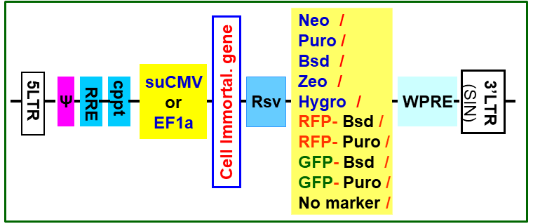 cell immortalization lentivirus map