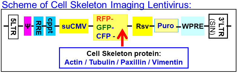 Cytoskeleton Imaging reporter map