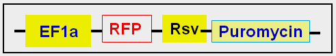 RFP expression vector scheme