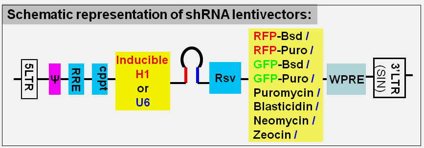 shRNA lentivector maps