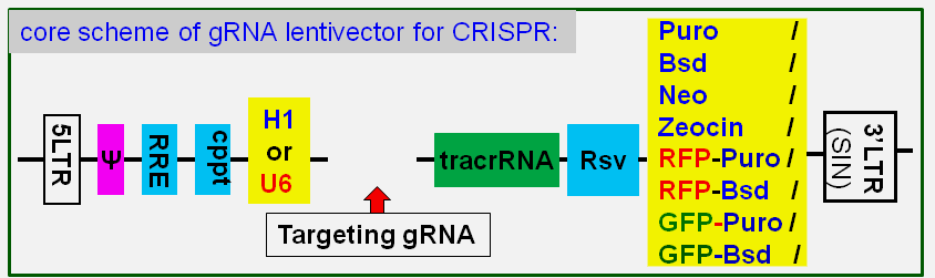 gRNA Lentivector map