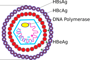 HBV structure scheme