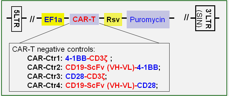 CAR control lentivector map