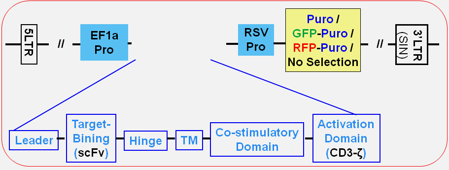 CAR-T-lentivector-map