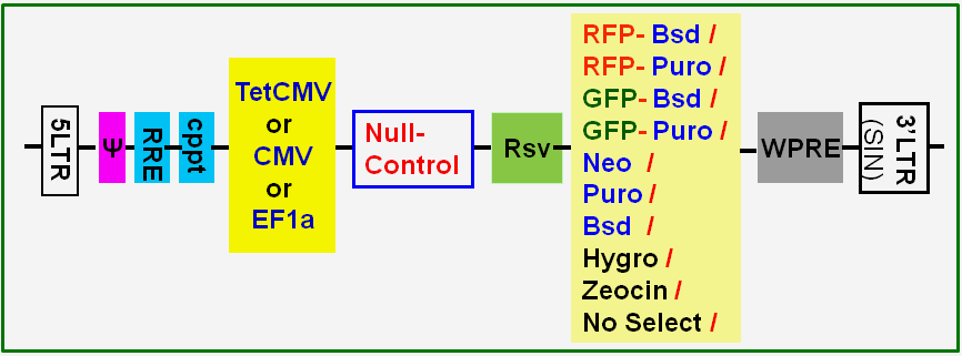 Null-Control-Lentivector-map